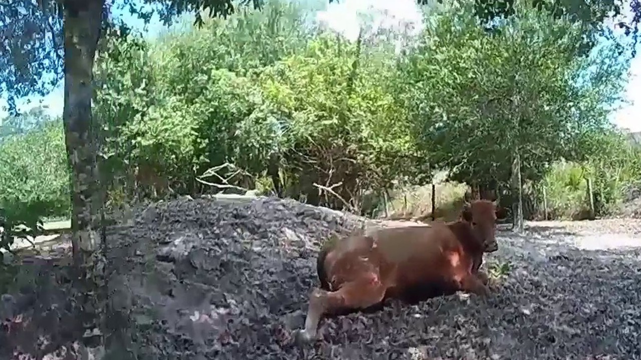 Florida man arrested for shooting neighbor's pregnant cow, deputies say
